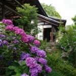 A garden with purple flowers next to a building