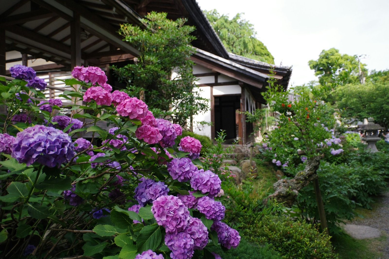 A garden with purple flowers next to a building